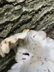 Philonthus caeruleipennis