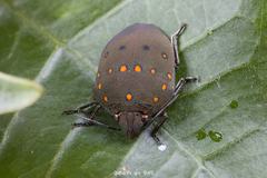 Solenosthedium chinense