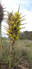 Puya chilensis