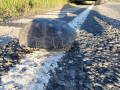 Gopherus berlandieri