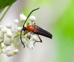 Cyphonotida rostrata