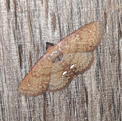 Nechesia albotentata