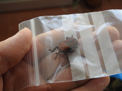 Rhynchophorus ferrugineus
