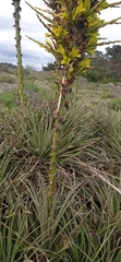 Puya chilensis