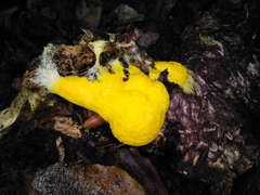 Fuligo septica