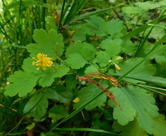 Chelidonium majus