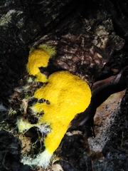 Fuligo septica