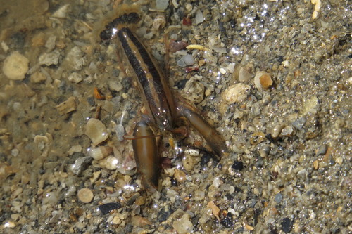 Alpheus splendidus