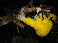 Fuligo septica