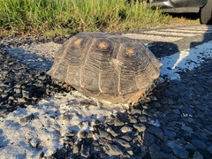 Gopherus berlandieri