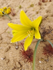 Zephyranthes bagnoldii