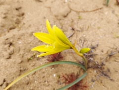 Zephyranthes bagnoldii