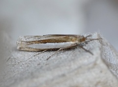Crambus leachellus