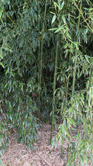 Phyllostachys aurea