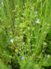 Neslia paniculata