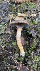 Chroogomphus vinicolor