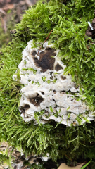 Kretzschmaria deusta