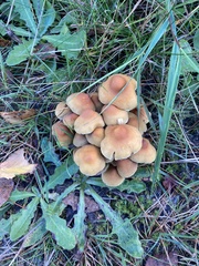 Hypholoma