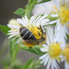 Agapostemon sericeus