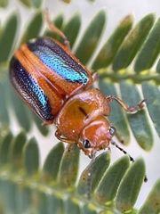 Calomela curtisi