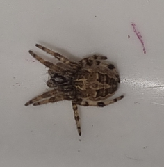 Larinioides sclopetarius
