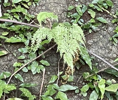 Asplenium ritoense