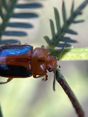 Calomela curtisi