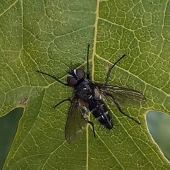 Gastrolepta anthracina