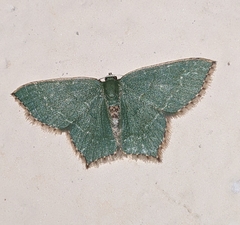 Hemithea tritonaria