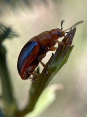 Calomela curtisi