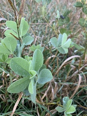 Baptisia