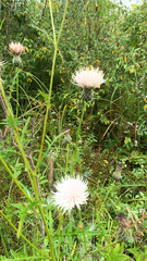 Cirsium muticum