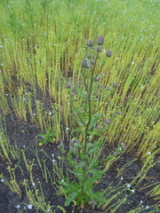 Cirsium arvense integrifolium