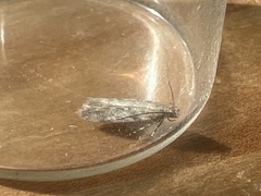 Scrobipalpa ocellatella