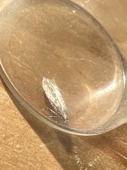 Scrobipalpa ocellatella