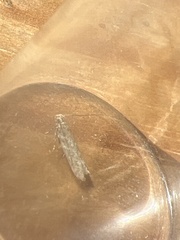 Scrobipalpa ocellatella