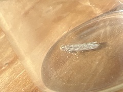 Scrobipalpa ocellatella