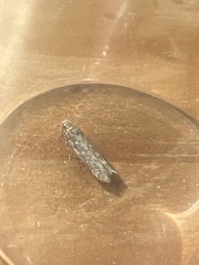 Scrobipalpa ocellatella