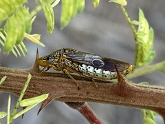 Homalodisca liturata