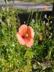 Papaver dubium