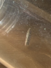 Scrobipalpa ocellatella