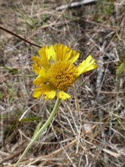Helenium pinnatifidum