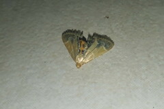 Lepidoptera