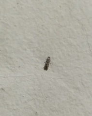Lepidoptera
