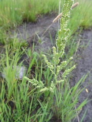 Beckmannia syzigachne