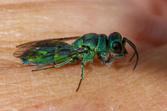 Chrysis cessata