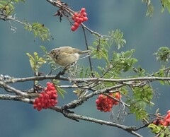 Phylloscopus collybita