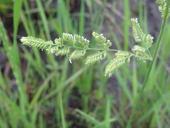 Beckmannia syzigachne