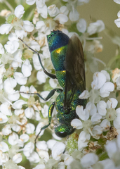 Chrysis ignita