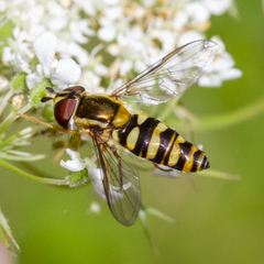 Epistrophella emarginata
